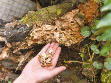 長(zhǎng)安白蟻滅治所就來(lái)給你講講為什么冬天白蟻很少