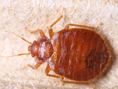 萬(wàn)江殺蟲(chóng)滅鼠公司有臭蟲(chóng)怎樣徹底消滅？被咬用什么藥最好