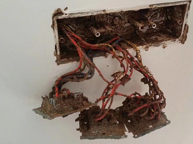 長安白蟻消殺，有白蟻危害電線怎么辦