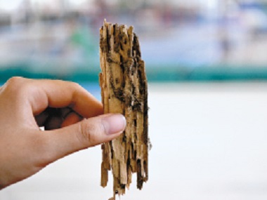 白蟻出現(xiàn)在家里，噴藥能解決根本問題嗎？