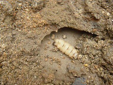 萬江驗收白蟻所專家為什么要做白蟻普查呢？