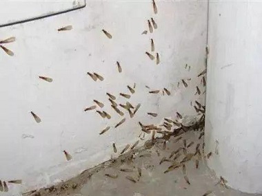 石排殺滅白蟻公司白蟻防治可盡早實(shí)施，降低白蟻危害