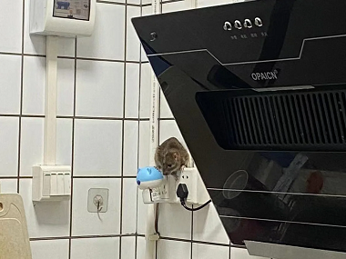 厚街四害消殺公司防止老鼠進入室內(nèi)的小妙招