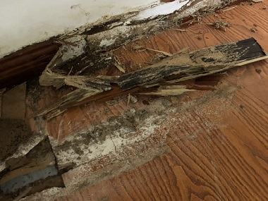 莞城白蟻消殺機(jī)構(gòu)“白蟻”入侵,能用殺蟲劑嗎？