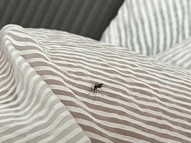 鳳崗有害生物控制所教你3個方法夏季有效預防蚊子